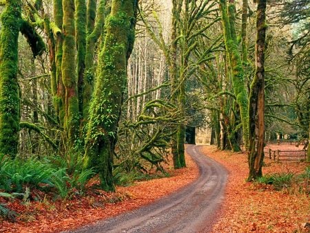 Road - nature, tree, forests, road