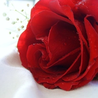 Perfect red rose