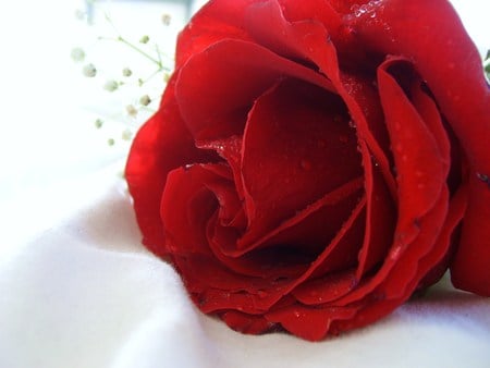 Perfect red rose - red rose, valentine, valentines day, rose, love, flower