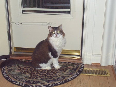 Charlie the Maine Coon Cat - long-hair, domestic long-hair, long haired, long-haired, tabby, domestic long hair, long hair, cat, maine coon, cats