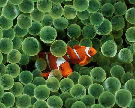 Clownfish - Fish & Animals Background Wallpapers on Desktop Nexus