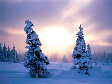 : Natural-beauty  - nature, sky, blue, winter, tree, sunset