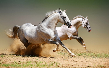 HIGH SPEED RUNNERS - duo, white, running, white horses, field, sand