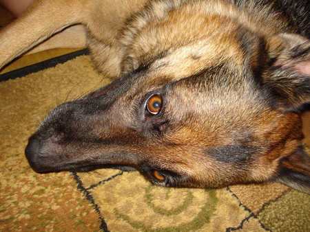 Lanzo - pets, animals, dog, german shepherd