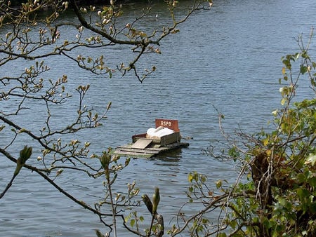 Swan Raft - rspb, nest, water, swan, cygnets