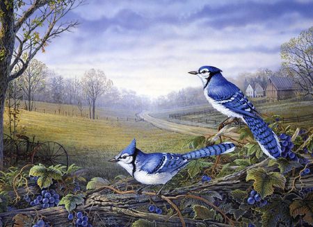 country jays - flowers, birds, country, farm