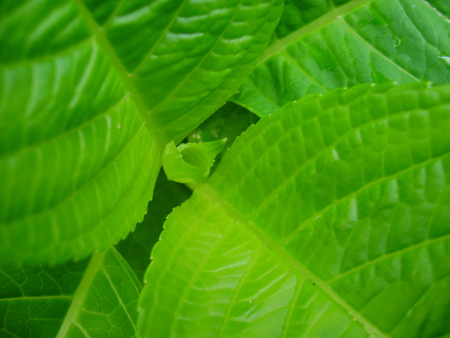 Planta - green, photo, planta, line