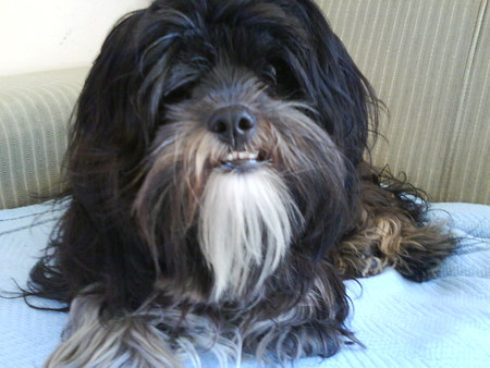 Nino - apso, black, nino, lhasa