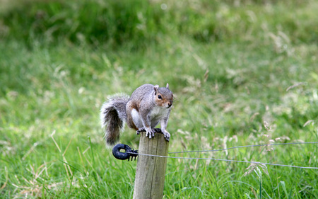 Squirrel in the Park - electric, sitting, fence, squirrel, animals, grass, pole