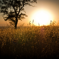 Sunset in the Field