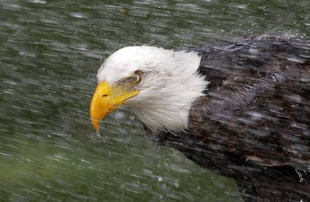 Eagle eyed - american, eagle, animals, bird