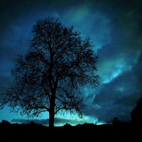 Tree of the night sky