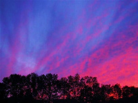 Canadian paint - trees, blue, canada evening, pink, sky