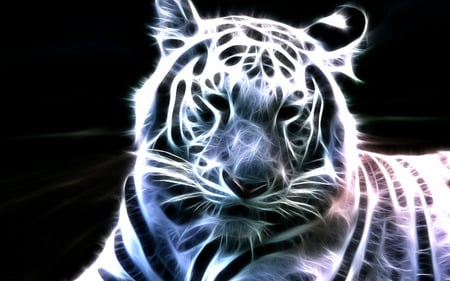 White tiger - animal, tiger, wild, wallpaper