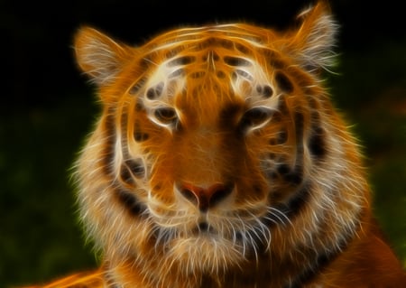 Tiger face - animal, wallpaper, tiger, wild