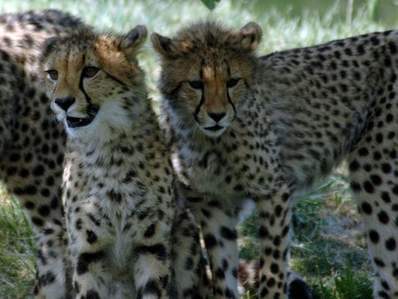 cheetcha family - zoo, toronto, grass, cheetchas