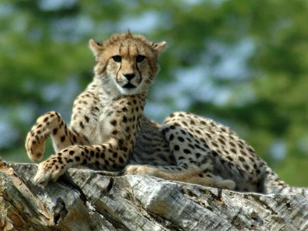 lone cheetah - rock, cheetah, zoo, trees