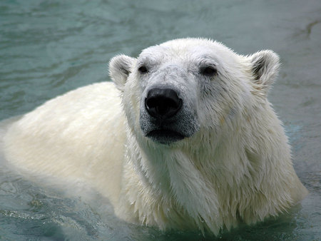 polar bear bathing - bath, polar bear, zoo, water