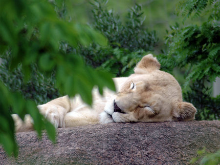 sleeping lion - rock, lion, zoo, trees