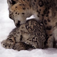 snow leopard and cub