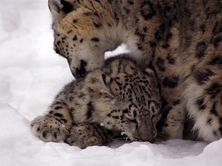 snow leopard and cub - snow, zoo, cub, snow leopard