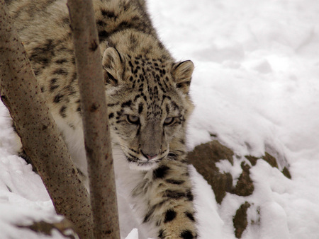 snow leopard in snow - leopard, rock, snow, zoo, tree