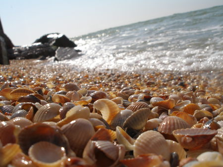 shell - summer, vacation, beach, beautiful, sea, ocean, shells, nature, sun, sky, rocks