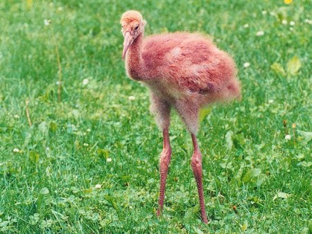 Siberian Crane Chick - tiny, russia, bird, small, grass, feathers, down, young