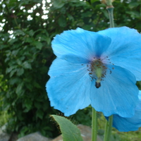 Beautiful Blue Flower