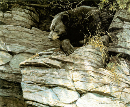 The Great Black Bear - claws, wild, dangerous, huge, rocks