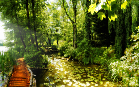 Path In The Forest - sun, magic, wood, view, river, waterlily, sunrays, sunny, grass, pond, lilies, lake, way, light, wooden, nature, tall, woods, forest, beautiful, leaves, ray, beauty, sky, trees, peaceful, water, path, lily, pretty, architecture, green, tree, bridge, rays, sunlight, daylight, day, pads, summer, lovely, splendor, colors