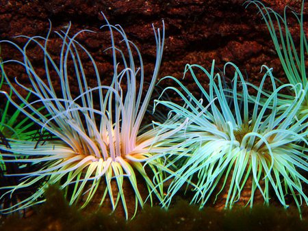 Two sea Anemones - anemone, colorful, water, ocean