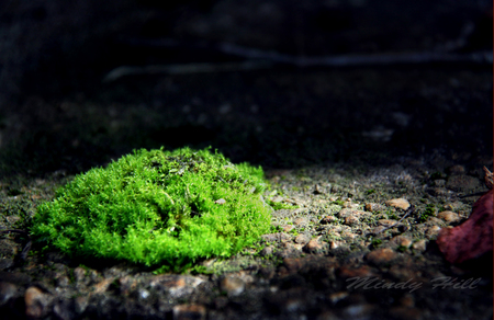 Moss and Sunshine - outside, sunshine, photography, light, moss, outdoors, nature, dark, green, photograph