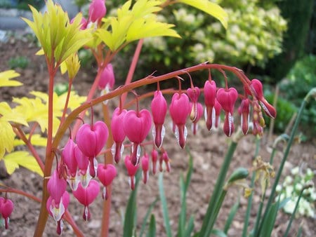 Bleeding Hearts - plant, flowers, pink, bleeding hearts