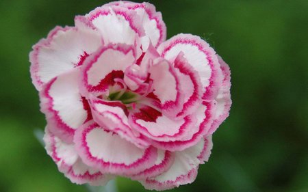 Shaded carnation - carnation, shade, flower, plant