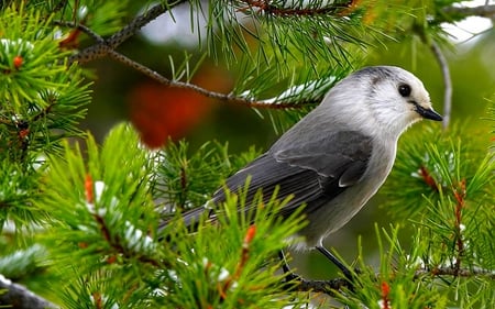 BEAUTIFUL BIRD - bird, stands, garden, cute, plants