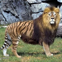 Liger=Löwe  Tiger