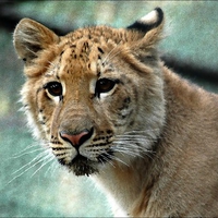 Liger cub