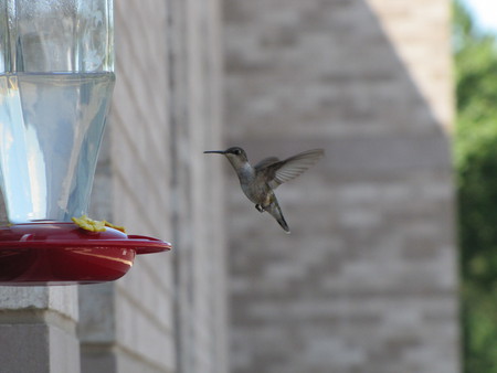 Hummingbird in Flight - flight, photo, birds, hummingbird