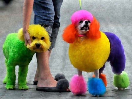 colorPoodle - street, poodle, dog, color, owners