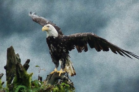 Bald eagles in the lift