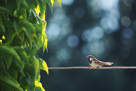 Spatz - morning, tree, sparrow, photography