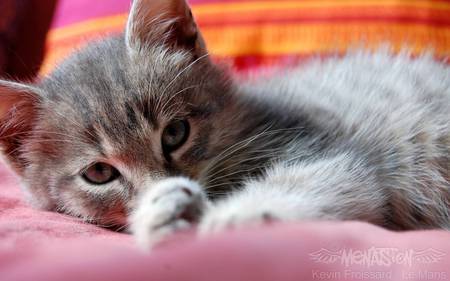 Tired cute Cat - kitty, blanky, sleepy, cute, couch