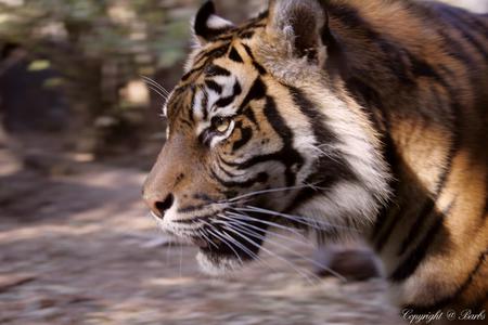 Handsome Fellow - handsome, ferocious, tiger, cat