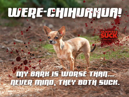 Vampires Suck - comedy, chihuahua, movie, dog