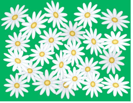 Daisy a day - floral, green, daisy, flowers, spring