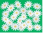 Daisy a day