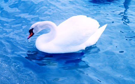 A magnificent Swan - swan, blue, beautiful, water, bird