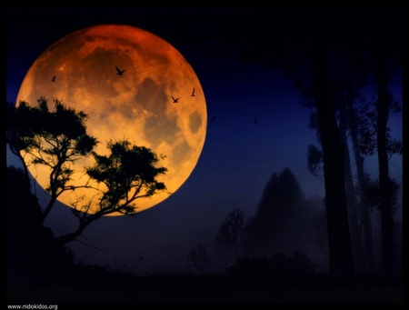 full moon - moon, birds, trees, night