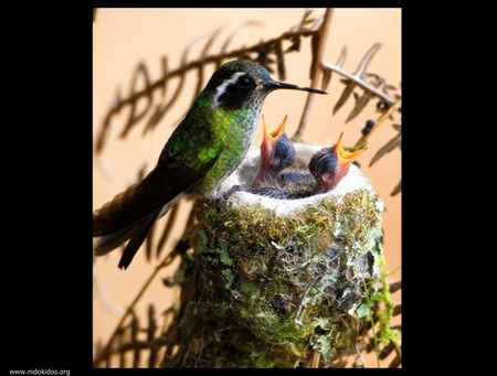 a humming bird and her babies... - litle ones, nest, humming bird, birds